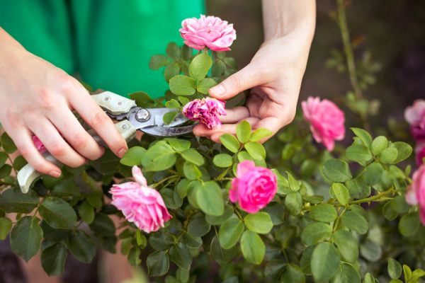 Rose Shearing