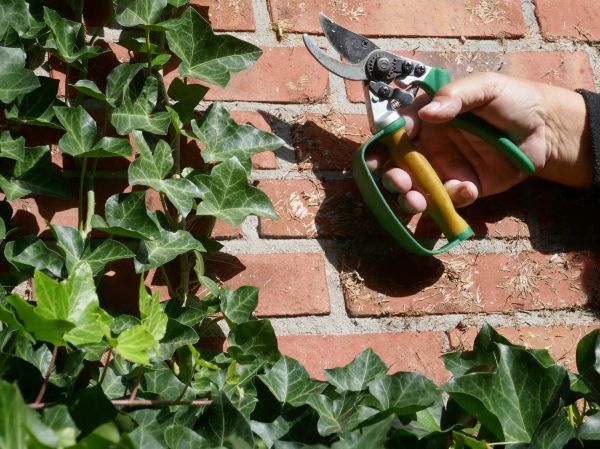Ivy Removal Service