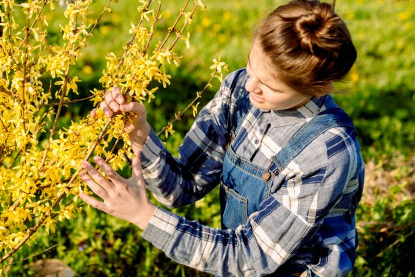 Forsythia Trimming Service