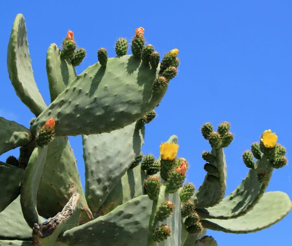 Cactus Removal Service