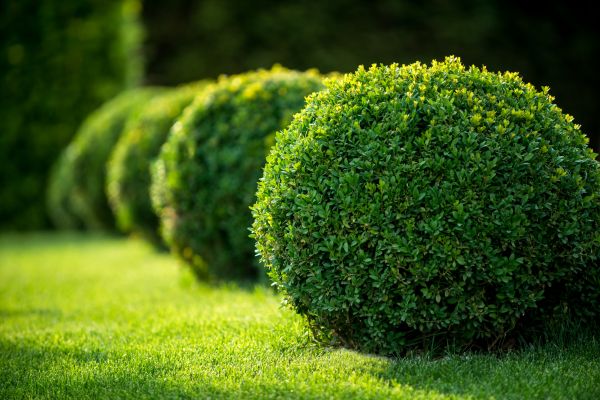 Boxwood Shaping Service