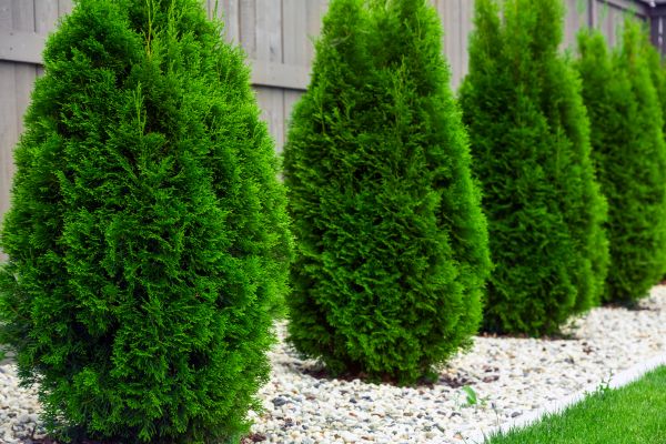 Arborvitae Trimming Service