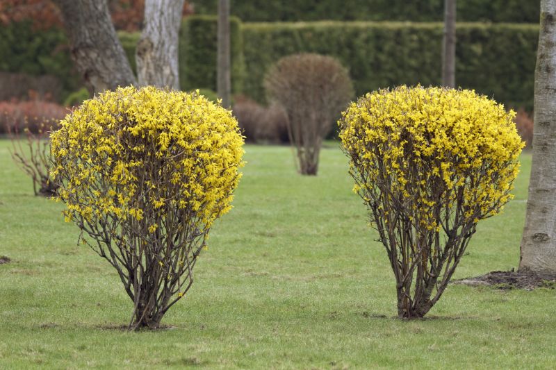 Forsythia Trimming