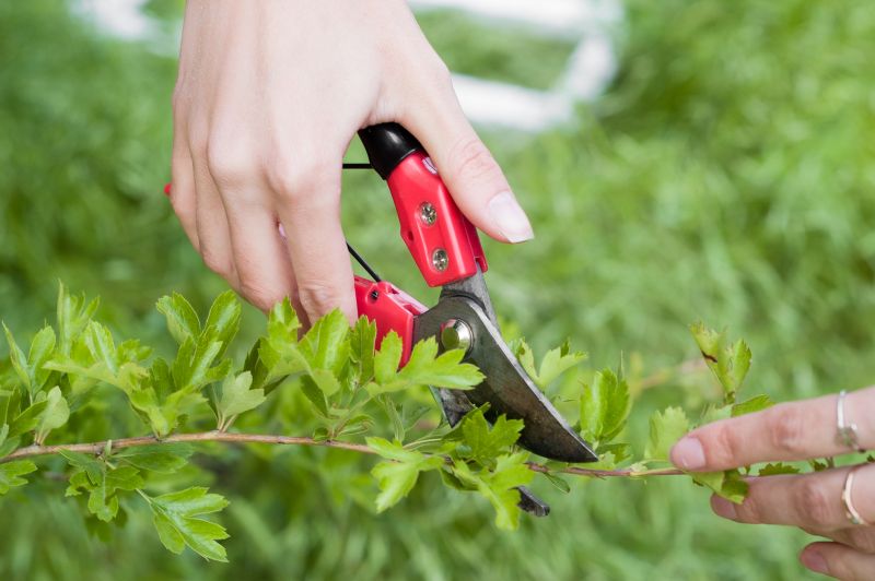 Pruning Tools and Equipment